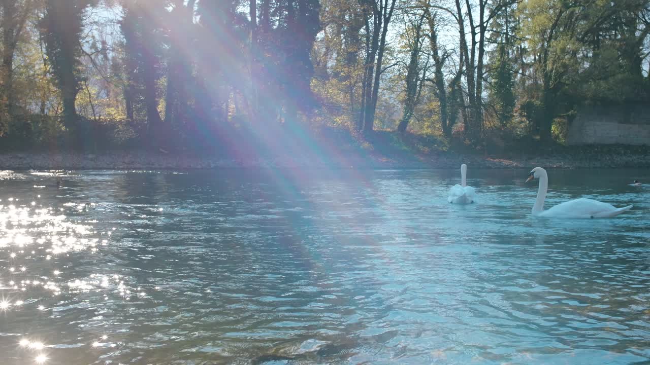 два изящных белых лебедя скользят по мерцающей поверхности реки, купаясь в теплом свете солнца.