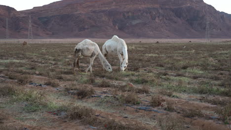 Ein-Kamelpaar-Mit-Weißem-Fell-Frisst-Gras-Im-Hintergrund-Der-Berge