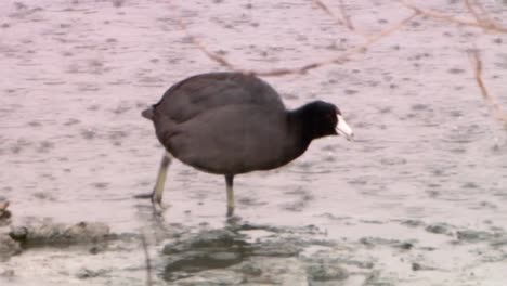 Viele-Amerikanische-Blässhühner-(fulica-Americana)-Im-Strom-2013