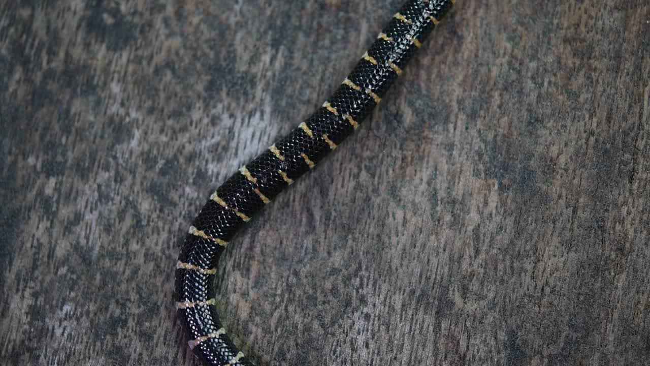 cylindrophis ruffus, краснохвостая трубкозубая змея, лежала на деревянном полу и петляла в восьмерке, распутывая себя и выходя из кадра