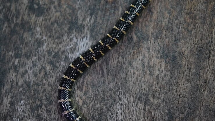 Cylindrophis ruffus, Red-tailed Pipe Snake, rested on a wooden floor and looped in a figure of eight knot undoing itself and moving out of the frame