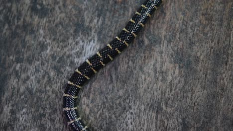 cylindrophis ruffus, serpiente pipa de cola roja, descansaba sobre un piso de madera y se enrollaba en una figura de ocho nudos deshaciéndose y saliendo del marco