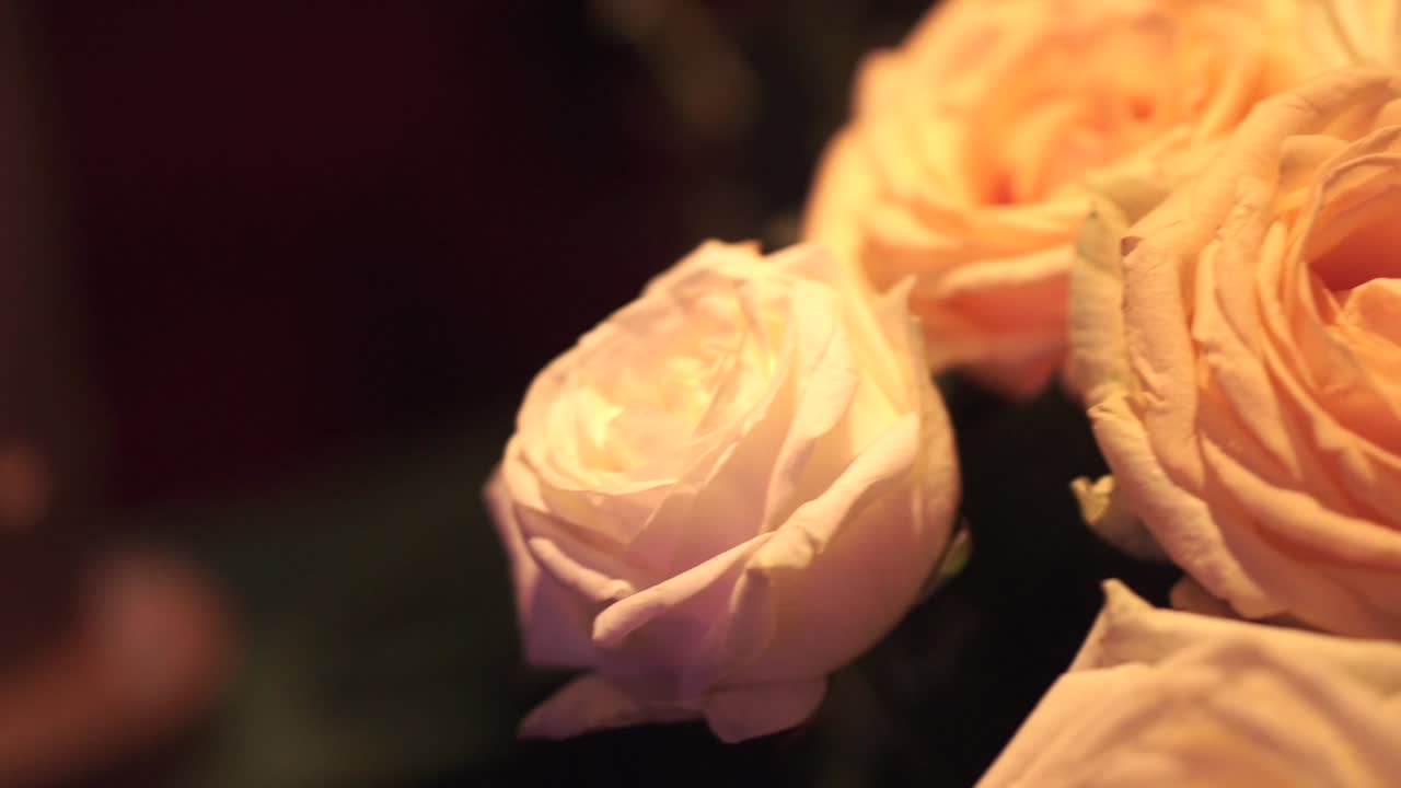 아름다운 분홍색과 색 장미