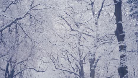 Primeras-Nevadas-De-Luz-Blanca-Pura-Que-Cubren-Las-Ramas-Enredadas-En-Las-Copas-De-Los-árboles