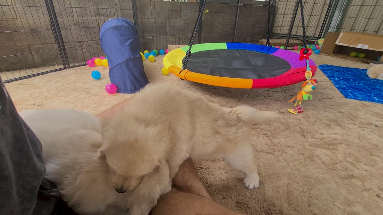 골든 리트리버 강아지가 실내에 매달린 둥근 해먹을 밟고 있다