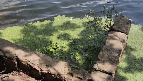 bright green water hyacinth grows on hartbeespoort lake near shore