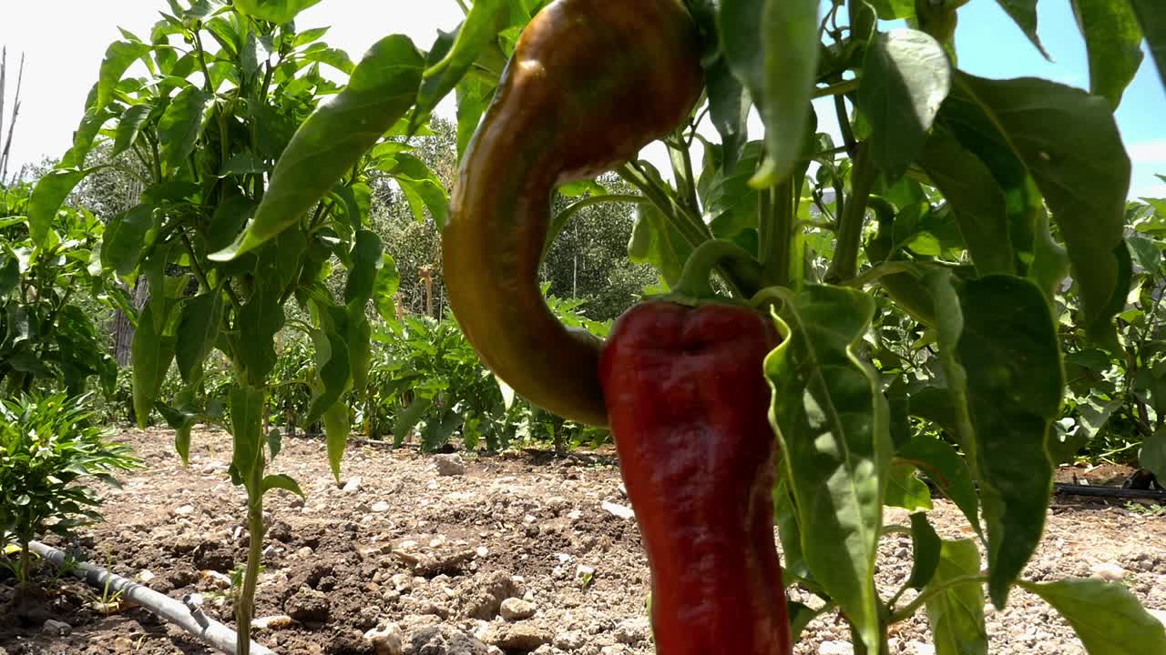 Plan of a pepper plant in a vegetable garden. The dry soil and drip irrigation system are visible. Organic and sustainable farming