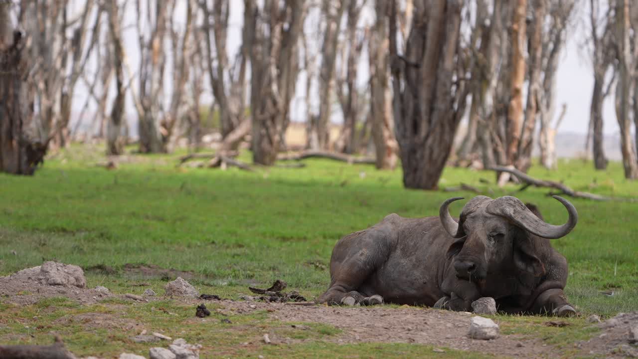 Wild Buffalo Lying Calm in Savannah with Forest Background
