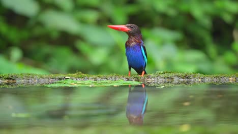 a javan kingfisher bird is on the edge of the pool so that its reflection can be seen in the water