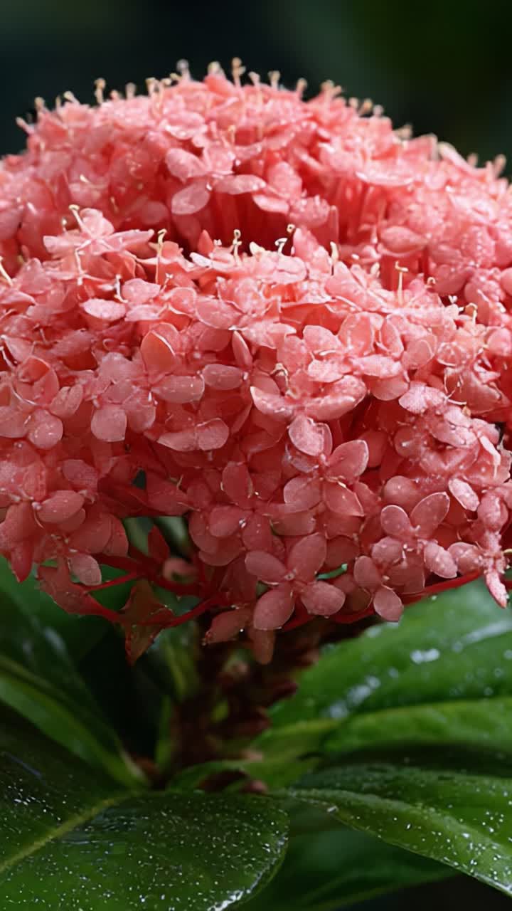 Stunning Close-up of Vibrant Pink Flower Cluster Covered in Dewdrops, Capturing the Beauty of Nature with Lush Green Leaves in the Background
