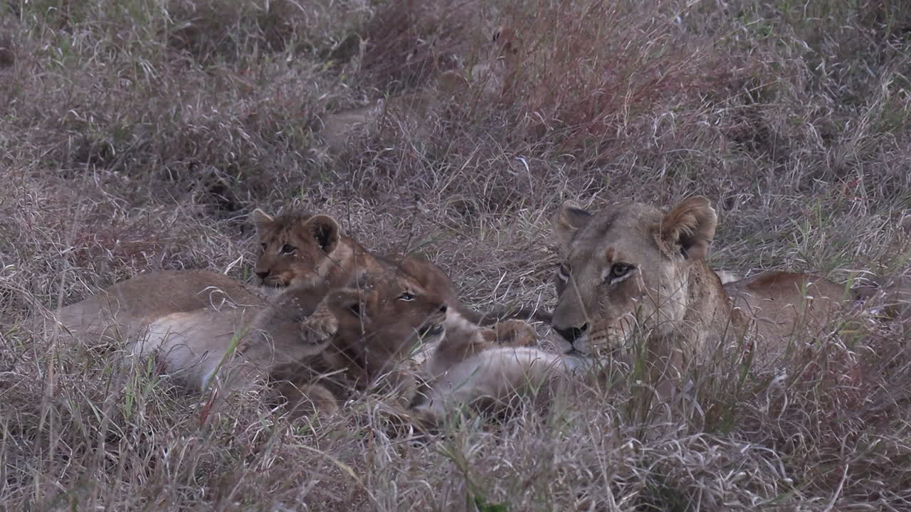 dichtbij zicht op leeuwenwelpen die naast volwassen vrouwtjes spelen op droog gras