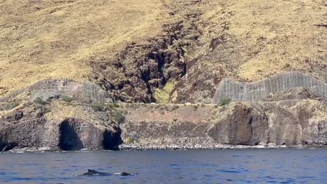 humpback whale spotted in the marine sanctuary in maui, hawaii