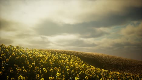 Wunderschöne-Sonnenblumen-Und-Wolken-In-Einem-Sonnenuntergang-In-Texas