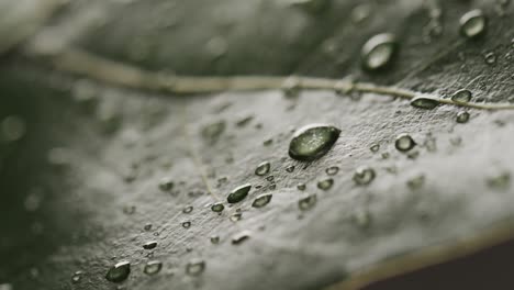 Micro-video-of-close-up-of-leaves-and-water-drops-with-copy-space