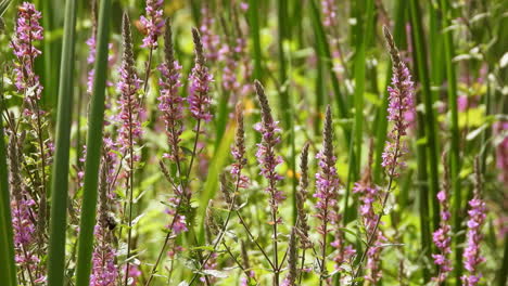 Polilla-De-Ala-Clara-Colibrí,-Vuelo-Sobre-Flores,-Recolección-De-Alimentación-De-Néctar