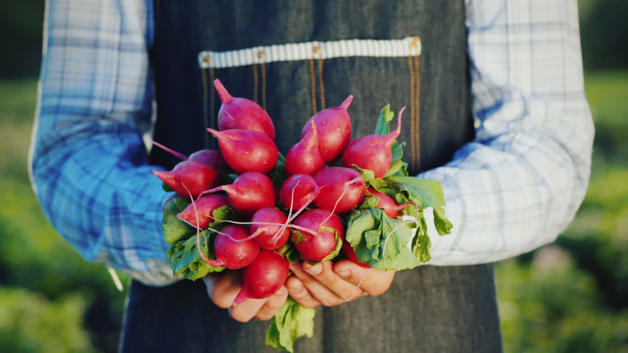 las manos de los granjeros sostienen rábanos frescos recién recogidos en el campo