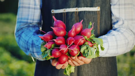 Farmer's-Hands-Are-Holding-Fresh-Radish-Just-Picked-In-The-Field