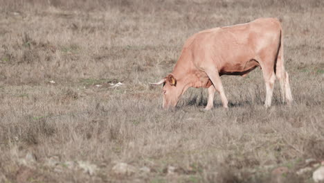 Portrait-Of-A-Beautiful-Brown-Cow-Grazing-In-The-Field-On-A-Sunny-Day-In-Alentejo-Province,-Portalegre,-Portugal---Medium-Shot
