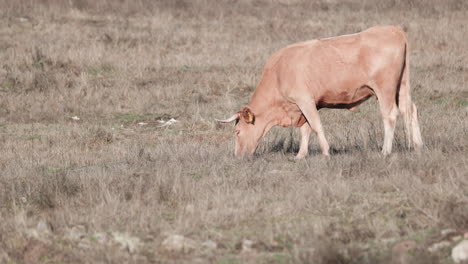 Porträt-Einer-Schönen-Braunen-Kuh,-Die-An-Einem-Sonnigen-Tag-In-Der-Provinz-Alentejo,-Portalegre,-Portugal,-Auf-Dem-Feld-Weidet-–-Mittlere-Aufnahme