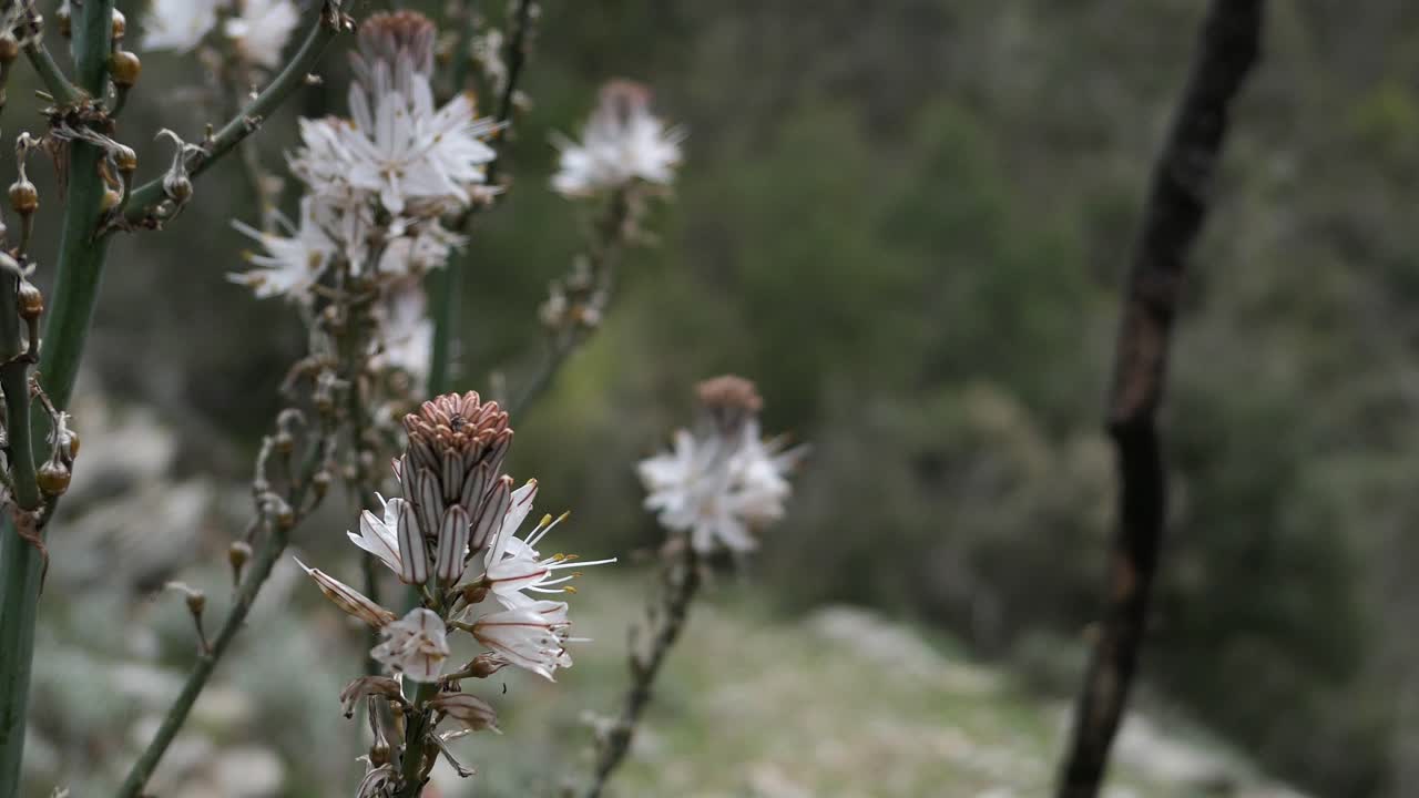 hombre caminando con un bastón y disfrutando al aire libre en un sendero de montaña