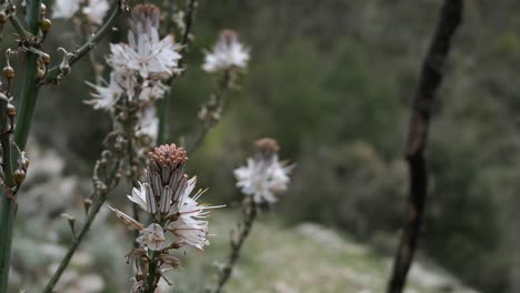 Hombre-Caminando-Con-Bastón-Y-Disfrutando-Al-Aire-Libre-En-Un-Sendero-De-Montaña