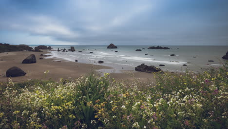 4k cinemagraph motion time-lapse of beautiful beach and sea stacks and face rock in bandon, oregon, wildflowers moving in the breeze