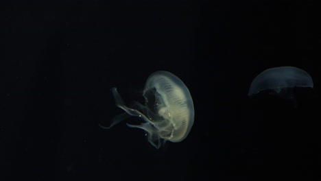 medusas pulsando y moviéndose bajo el agua