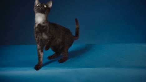 kitten egyptian mau playing with toy