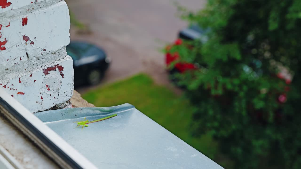 Macro view of katydid and leaf on old concrete windowsill of Hruščovka block