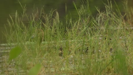 Green-grass---whistling-duck---pond-