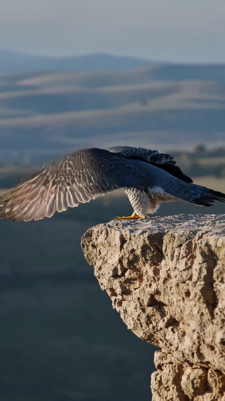 Peregrine Falcon on a Cliff