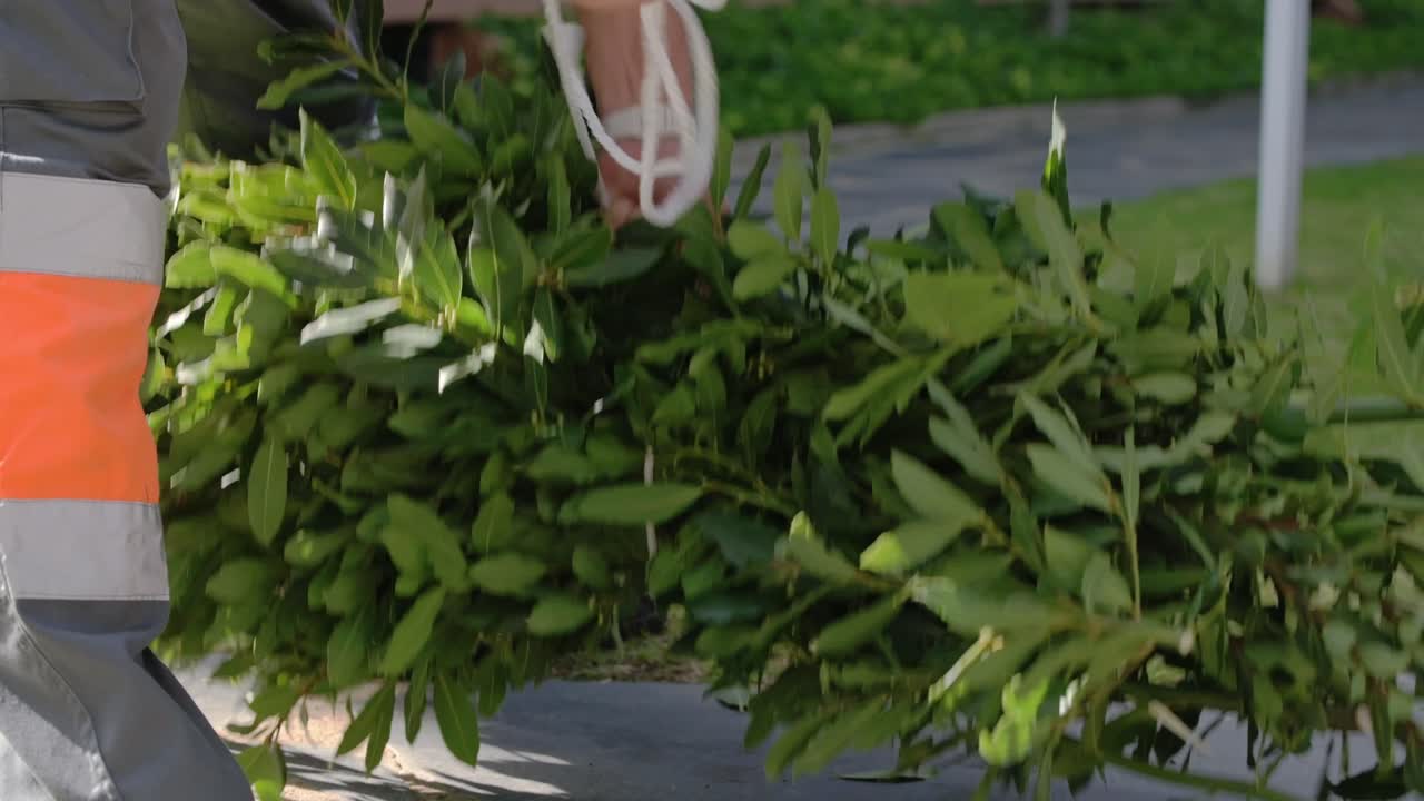 Close up of landscaping worker in reflective uniform collecting freshly cut branches on green lawn in bright daylight. Outdoor garden maintenance and pruning concept in residential park