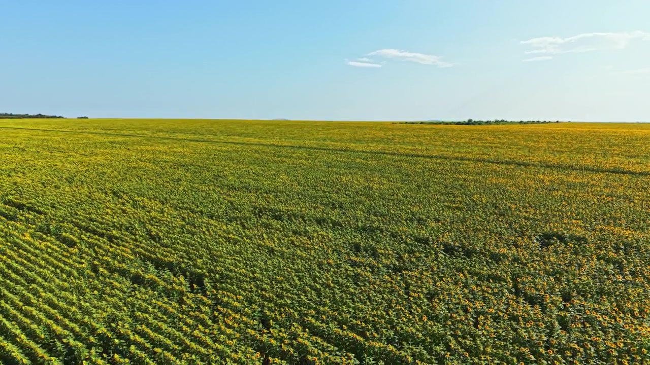 Vasto campo di girasoli sotto un cielo azzurro di giorno in un'area rurale, con le colture ben visibili.