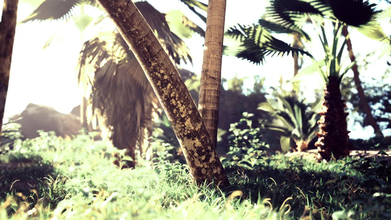 Tropical scene with vibrant greenery and sunlight through trees