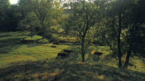 a wide shot panning slightly right shows cows grazing on a lush hillside with scattered trees, bathed in soft sunlight, highlighting a peaceful rural scene.