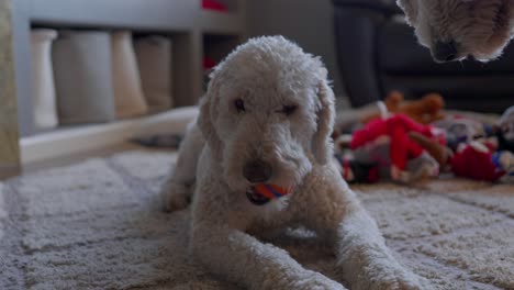 golden doodle wants to play with an orange ball