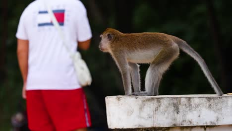 monkey interacts with tourists at the beach