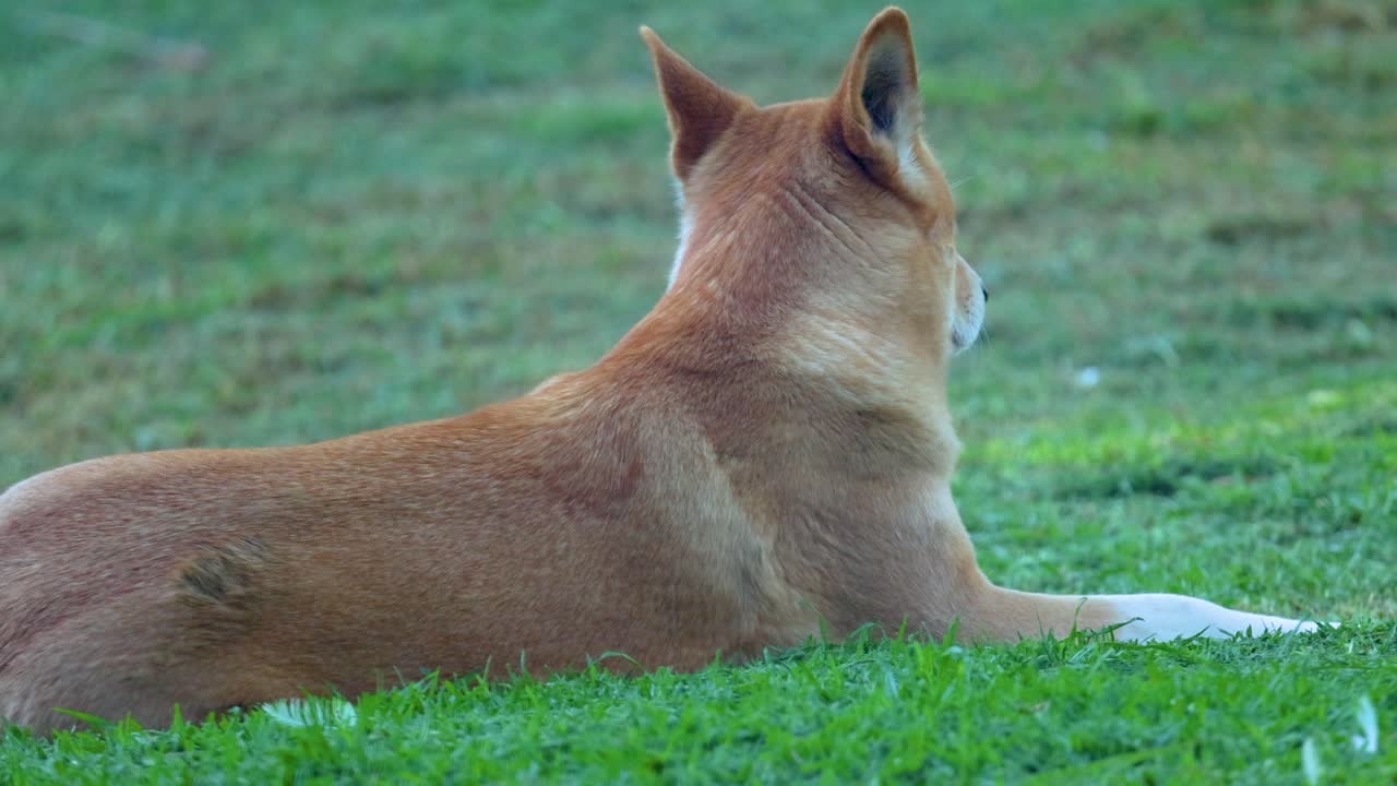 un dingo yace tranquilamente en la hierba, observando sus alrededores. la escena es serena con iluminación natural y mínimo movimiento