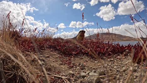 la marmota de cola larga sale de la madriguera y se pone de pie en dos patas dando una llamada de alerta a los demás.
