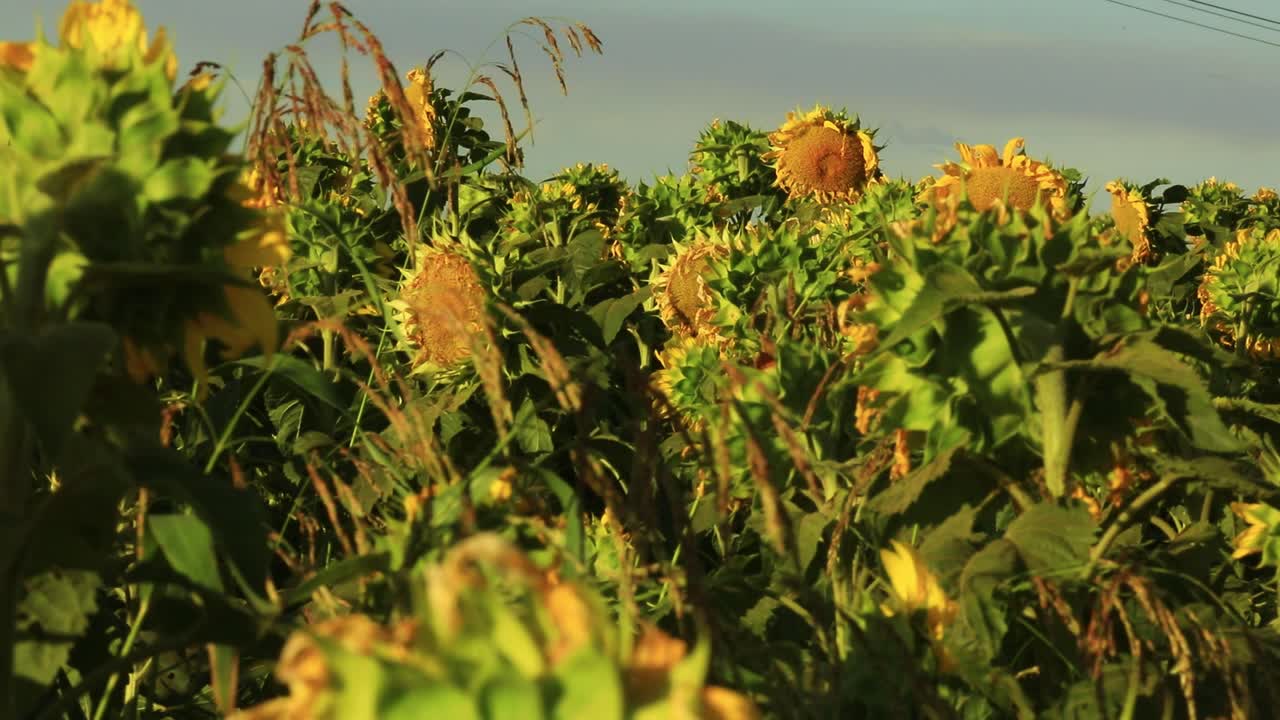 подсолнечник с голубым небом почти готов к сбору урожая