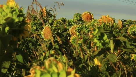 girasol con un cielo azul casi listo para la cosecha