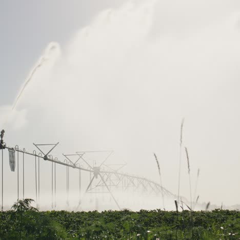 Granjero-Vierte-Agua-En-Arbustos-De-Lechuga