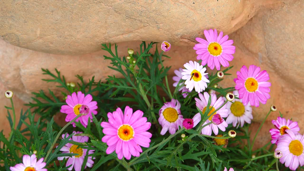 las flores de colores pastel