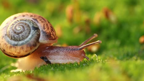 Nahaufnahme-Einer-Schnecke,-Die-Langsam-Im-Sonnenlicht-Des-Sonnenuntergangs-Kriecht.