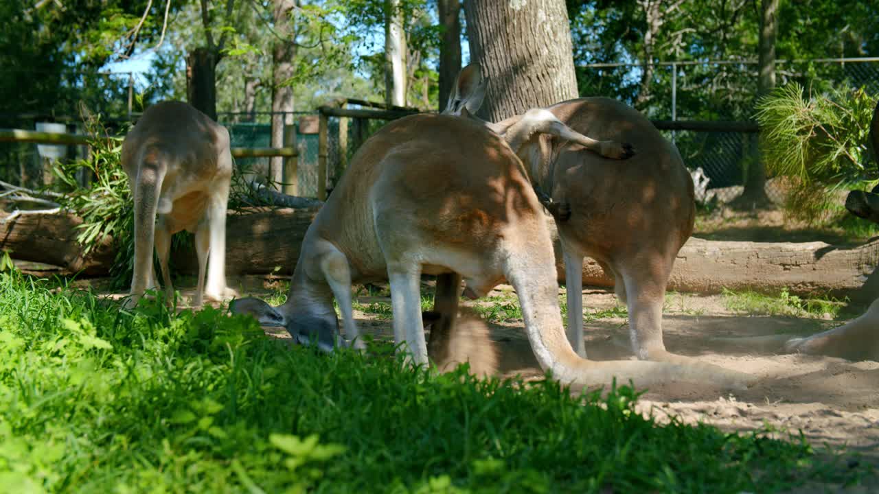 Red Kangaroo Digging Dirt Under A Tree
