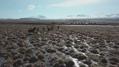 Vista-Aérea-De-Caballos-Islandeses-En-Ambiente-Frío