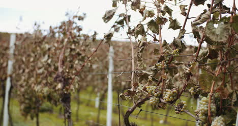 Uvas-Maduras-Viñedo-Otoño-Producción-De-Vino-5