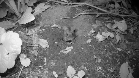 striped field mouse (apodemus agrarius) entering its burrow and them coming out of it. estonia. funny animal video