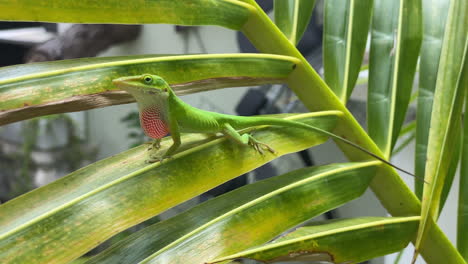 小綠色<unk>子 (anole lizard) 坐在棕<unk>葉上