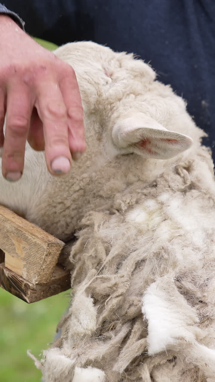 Shot of shearing sheep on farm
